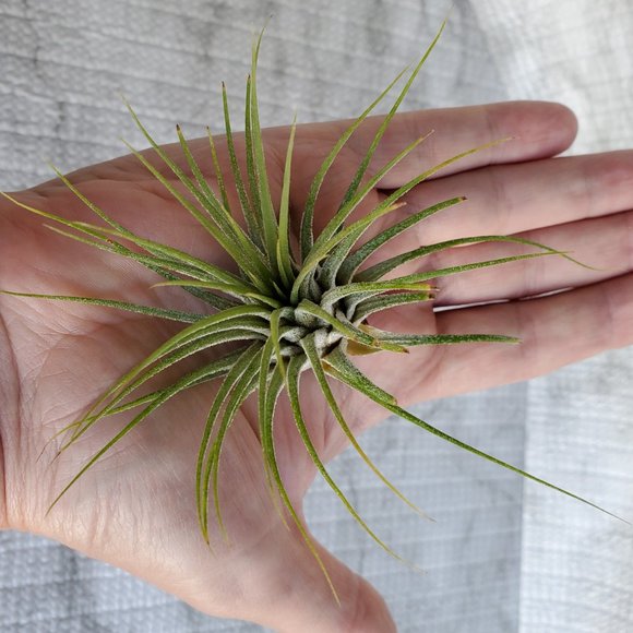 Live Air Plant, Tillandsia Ionantha, medium airplant for Terrarium, Fairy Garden - Picture 3 of 5